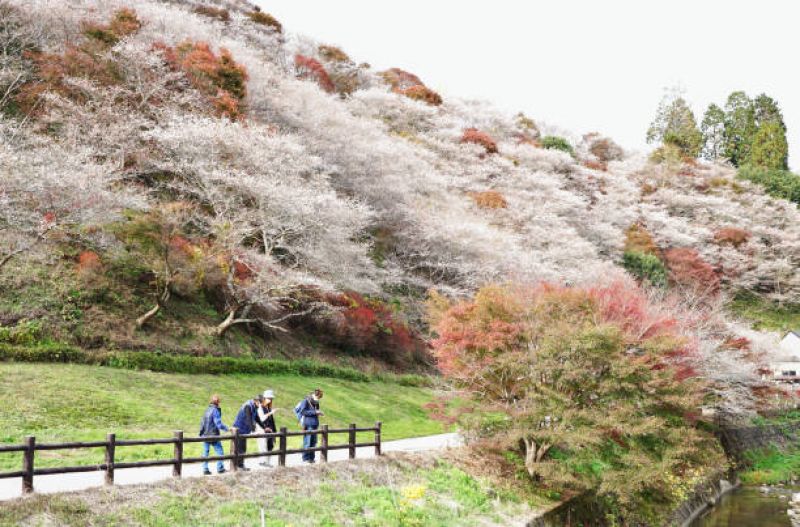 hoa anh đào bốn mùa Shikizakura 